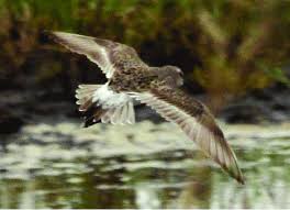 Attēlu rezultāti vaicājumam “Calidris falcinellus adult”