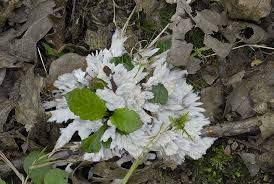 Attēlu rezultāti vaicājumam “Thelephora penicillata”