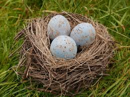 Attēlu rezultāti vaicājumam “nest”