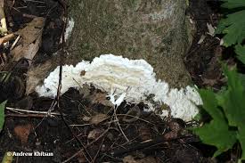 Attēlu rezultāti vaicājumam “Sebacina incrustans”