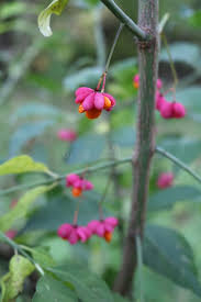 Attēlu rezultāti vaicājumam “Euonymus verrucosus fruit”