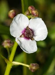 Attēlu rezultāti vaicājumam “Sagittaria sagittifolia leaf”