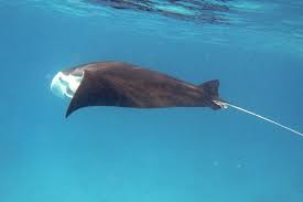 Image result for Mobula alfredi