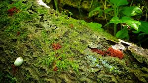 Attēlu rezultāti vaicājumam “Heterotrichia insignis (syn. Arcyria insignis) spores”