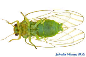 Attēlu rezultāti vaicājumam “Sternorrhyncha”