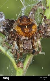 Attēlu rezultāti vaicājumam “Araneus angulatus”