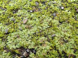 Attēlu rezultāti vaicājumam “Riccia sorocarpa macro”