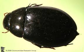 Attēlu rezultāti vaicājumam “Hydrophilidae”