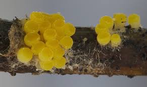 Attēlu rezultāti vaicājumam “Byssonectria fusispora”