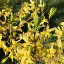 Attēlu rezultāti vaicājumam “Forsythia viridissima”