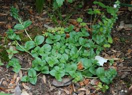 Attēlu rezultāti vaicājumam “Veronica serpyllifolia leaf”