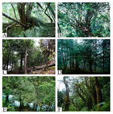 Attēlu rezultāti vaicājumam “Taxus wallichiana”