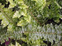 Image result for НЕФРОЛЕПИС (Nephrolepis