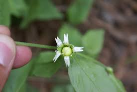Attēlu rezultāti vaicājumam “Silene baccifera”