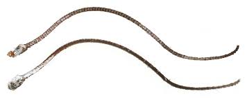 Attēlu rezultāti vaicājumam “Nycteola degenerana”