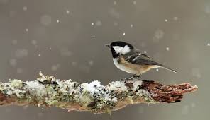 Attēlu rezultāti vaicājumam “Periparus ater”