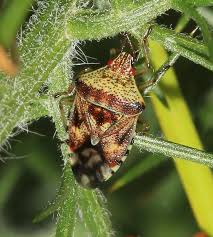 Attēlu rezultāti vaicājumam “Elasmucha grisea”