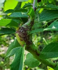 Attēlu rezultāti vaicājumam “Aulacidea hieracii”