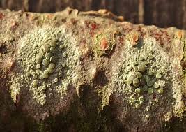 Attēlu rezultāti vaicājumam “Lecanora chlarotera”