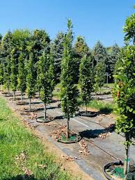 Attēlu rezultāti vaicājumam “Quercus robur”