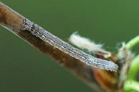 Attēlu rezultāti vaicājumam “Epirranthis diversata”