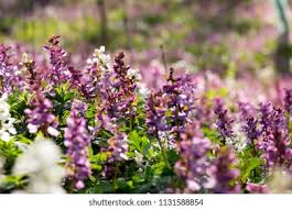 Attēlu rezultāti vaicājumam “Corydalis cava leaf”