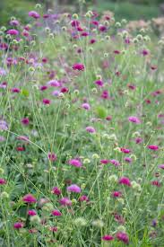 Image result for Knautia dipsacifolia