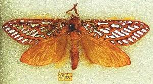 Attēlu rezultāti vaicājumam “Hepialidae”