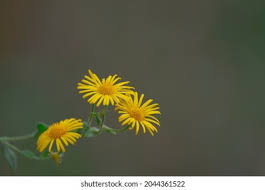 Attēlu rezultāti vaicājumam “Inula salicina leaf”