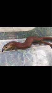 Attēlu rezultāti vaicājumam “Lycogala persicum sessile”