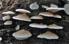 Attēlu rezultāti vaicājumam “Crepidotus applanatus”