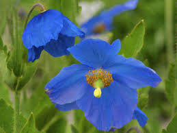 Image result for Scheinmohn blau
