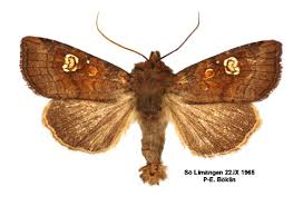 Attēlu rezultāti vaicājumam “Amphipoea”