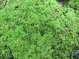 Attēlu rezultāti vaicājumam “Barbula convoluta”