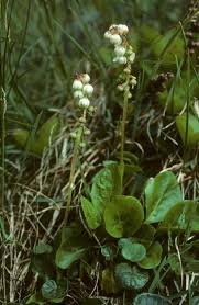 Attēlu rezultāti vaicājumam “Pyrola media”