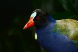 Image result for Porphyrio alleni