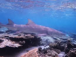 Image result for Negaprion acutidens