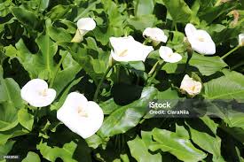 Attēlu rezultāti vaicājumam “Calla palustris flower”