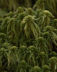 Attēlu rezultāti vaicājumam “Sphagnum quinquefarium”