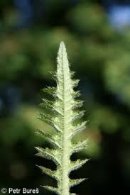 Attēlu rezultāti vaicājumam “Cirsium palustre leaf”