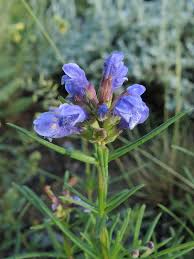 Attēlu rezultāti vaicājumam “Dracocephalum ruyschiana”