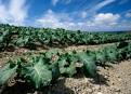 Food Production, Public Health, and the Environment