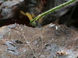 Attēlu rezultāti vaicājumam “Typhula setipes”