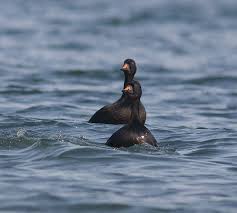Attēlu rezultāti vaicājumam “Melanitta nigra male”