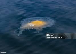 Image result for Phacellophora camtschatica