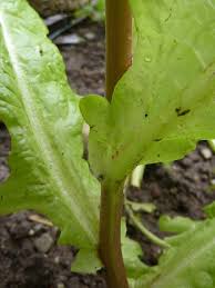 Attēlu rezultāti vaicājumam “Lactuca sativa”