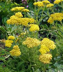 Attēlu rezultāti vaicājumam “Achillea millefolium”
