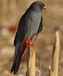 Image result for Falco vespertinus