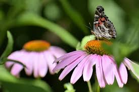 Image result for Echinacea purpurea
