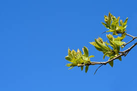 Attēlu rezultāti vaicājumam “Acer tataricum subsp. ginnala bud”